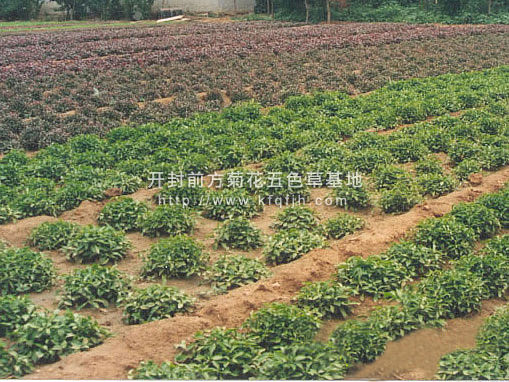 開(kāi)封前方園藝——五色草種苗廠家直銷(xiāo)